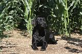 LABRADOR 014